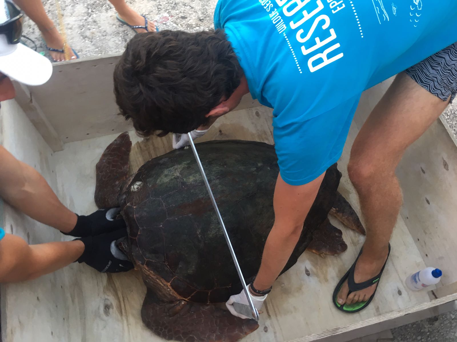 Wildlife sense researcher measuring turtle Sami