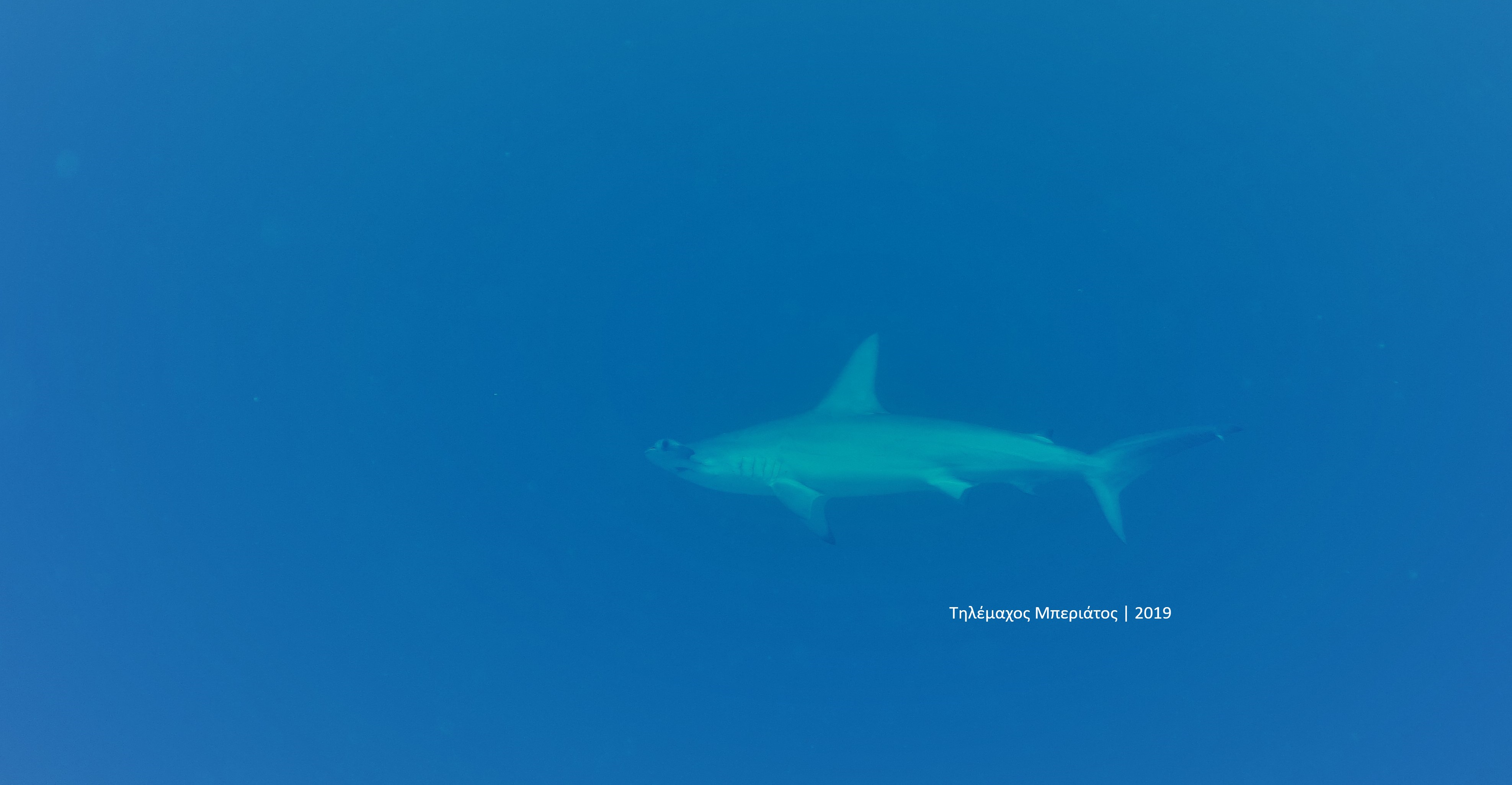 Hammerhead shark Τηλέμαχος Μπεριάτος 2019