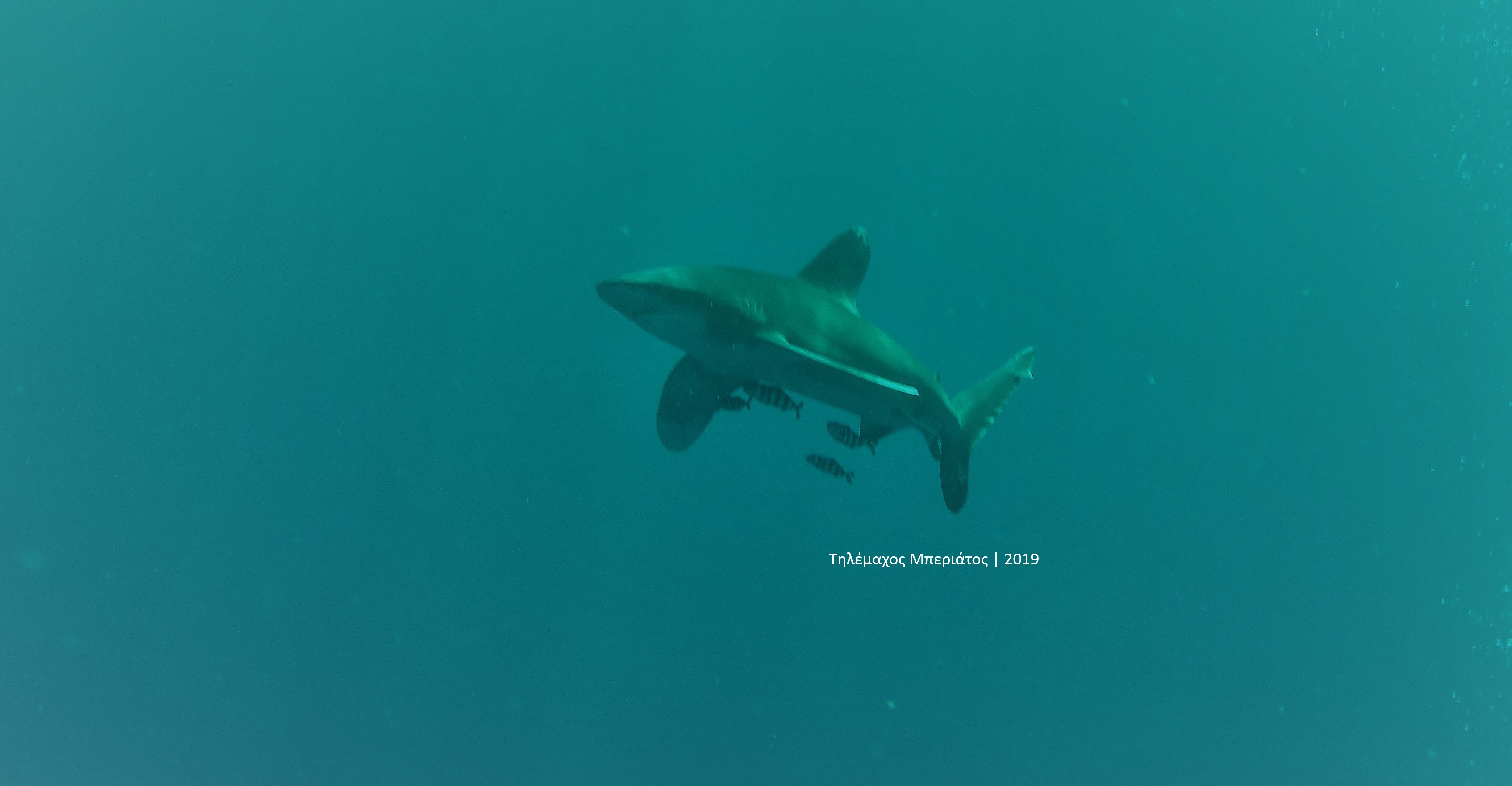 Oceanic whitetip shark longimanus Τηλέμαχος Μπεριάτος 2019