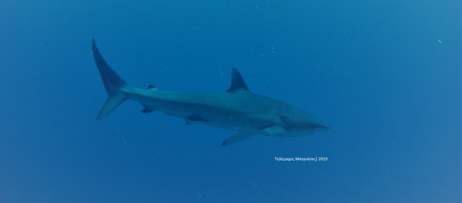 Silky shark Τηλέμαχος Μπεριάτος 2019