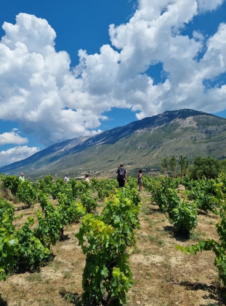 Antheia Kotsi Kefalonia Winemakers Petrakopoulos Winery vineyard