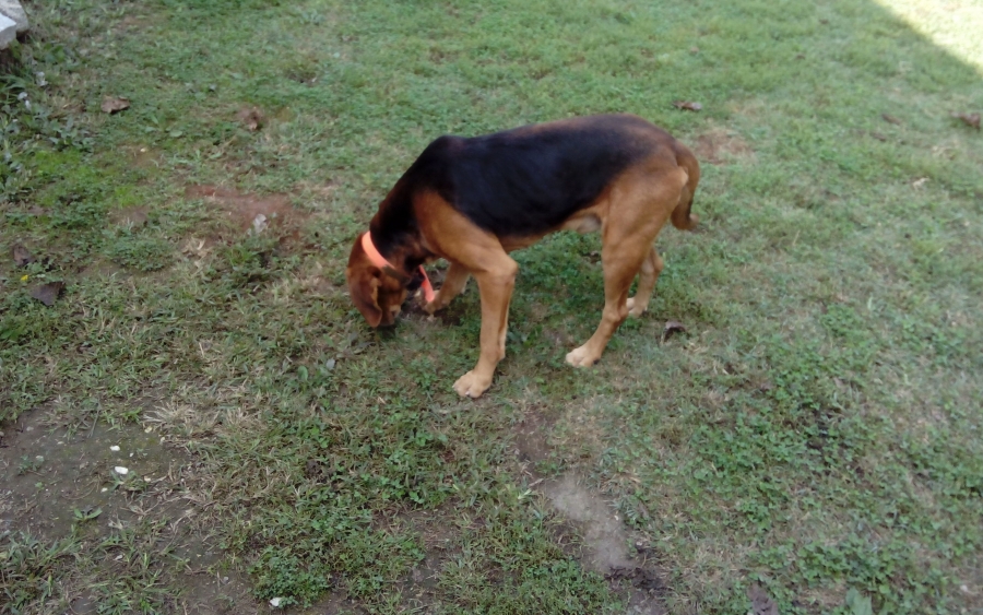 Χάθηκε λαγόσκυλο σε Καραβάδο- Πεσσάδα