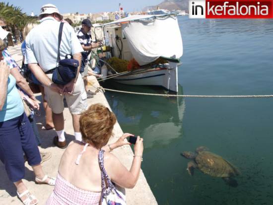 Πόλος έλξης η θαλάσσια χελώνα του Αργοστολίου  