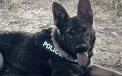Κάτζα: Ο σκύλος της ΕΛ.ΑΣ. που έγινε ήρωας - Ανακάλυψε τα ίχνη επικίνδυνου εγκληματία