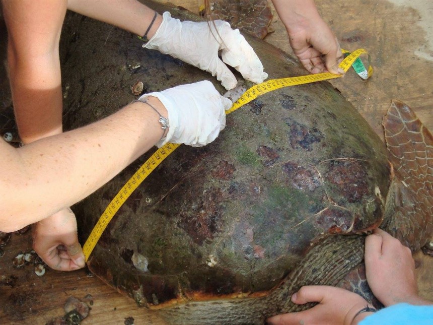 Δύο χελώνες Caretta caretta "μαρκάρισε" η Wildlife sense στο λιμάνι του Αργοστολίου