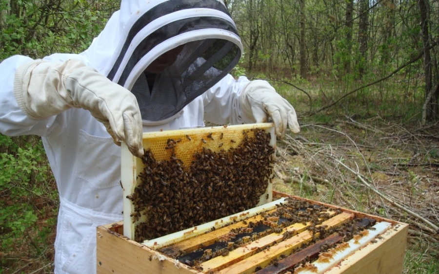Το νέο Δ/Σ του Μελισσοκομικού  Συνεταιρισμού