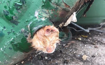 Κεφαλονιά: Έσωσαν γατάκι που σφήνωσε με το κεφάλι μέσα σε κάδο σκουπιδιών