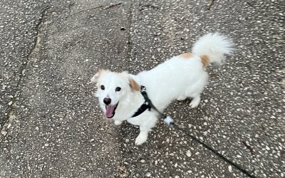 Χάθηκε σκυλάκι ράτσας Κοκόνι