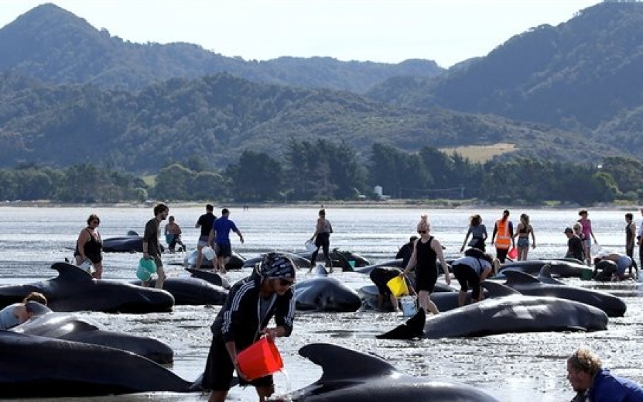 «Ξανά σε τροχιά» οι 200 από τις 650 φάλαινες που εξώκειλαν στη Νέα Ζηλανδία