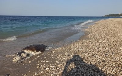 Νεκρή θαλάσσια χελώνα στην παραλία Αράγια του Πόρου