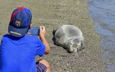 Νεαρή φώκια κολύμπησε με λουόμενους και αποκοιμήθηκε σε παραλία στη Σκόπελο (εικόνες)