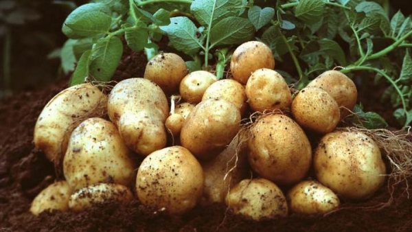 Ε.Α.Σ. Προς Επίδοξους Καλλιεργητές Πατάτας