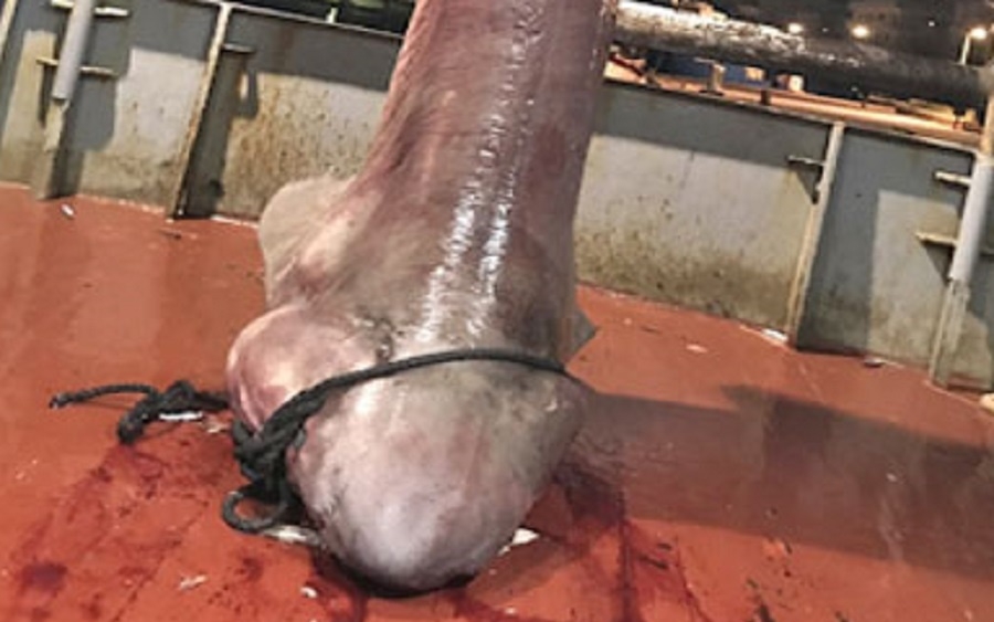 Ψάρεψαν καρχαρία 4 μέτρων στον Aστακό -Γιατί είναι ιδιαίτερος [εικόνες]