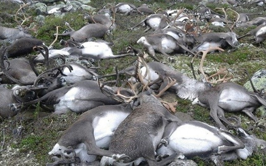 Κεραυνός σκότωσε 323 ταράνδους στη Νορβηγία!