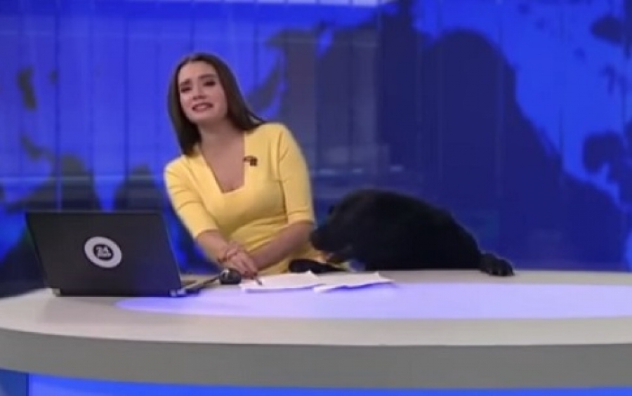 Απίστευτο! Σκύλος «εισέβαλε» σε τηλεοπτικό στούντιο την ώρα των ειδήσεων - Δείτε το VIDEO