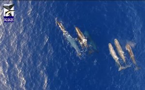 Ιόνιο: Η στιγμή που φάλαινα θηλάζει το μικρό της – Μαγικές εικόνες από drone στη θάλασσα! (video)