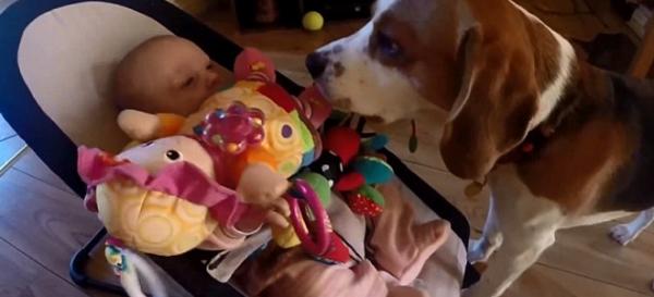 Ο πιο γλυκός σκύλος νταντά: Γέμισε το μωρό παιχνίδια για να σταματήσει να κλαίει [βίντεο]