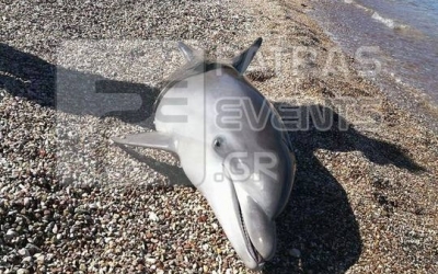Πάτρα - Νεκρό δελφίνι στην παραλία της Ροδινής (φωτο)