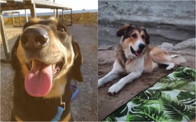 Βρέθηκαν τα δύο σκυλάκια που είχαν χαθεί από τα Κοριάννα