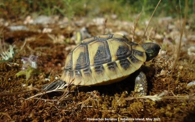 Αργοστόλι: Ένα μικρό χελωνάκι ξηράς απελευθερώθηκε στην φύση (εικόνες)