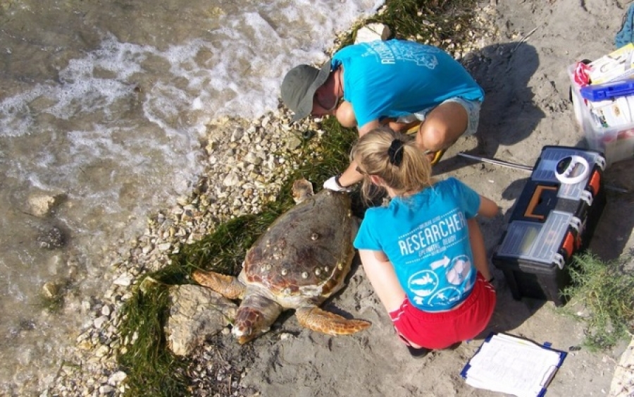 Νεκρή θαλάσσια χελώνα κοντά στο Φανάρι (εικόνες)