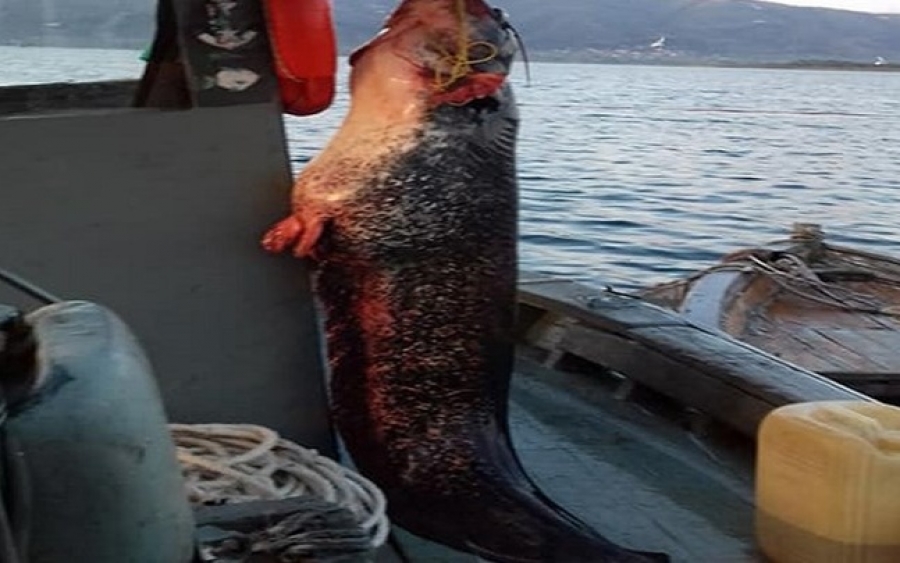 Ψαράς έπιασε ψάρι δύο μέτρων και 85 κιλών στη λίμνη Τριχωνίδα (εικόνες)