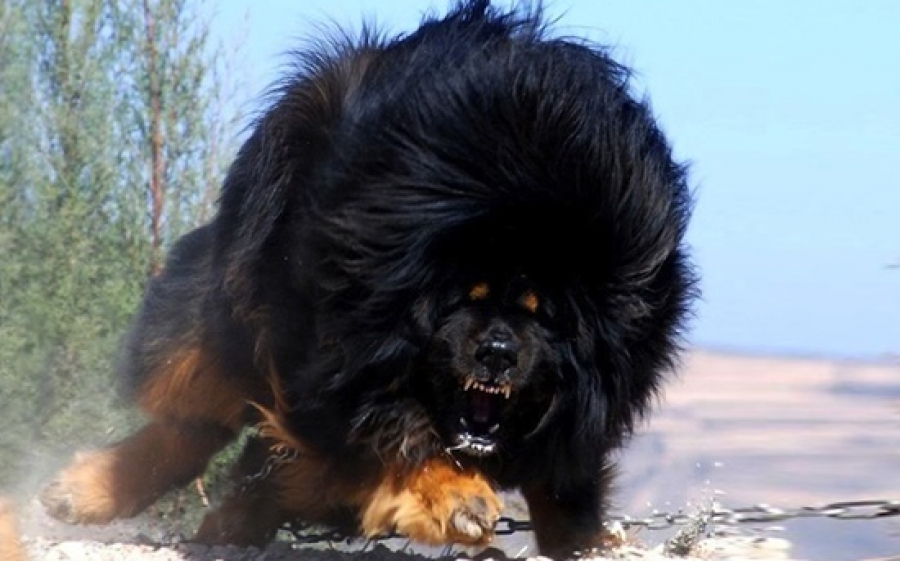 Θιβετιανό Μαστίφ, το ακριβότερο είδος σκύλου!