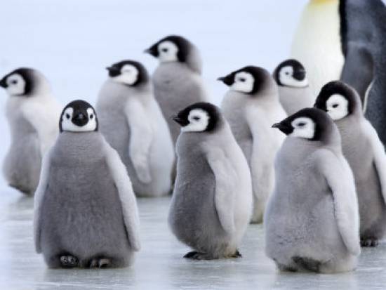 Ζωντανά, στον Πλανήτη των Πιγκουίνων