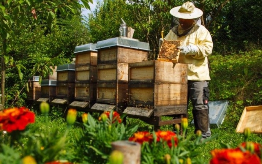 ΠΕΡΙΦΕΡΕΙΑ: Υποβολή Αιτήσεων σε Προγράμματα Μελισσοκομίας έτους 2018