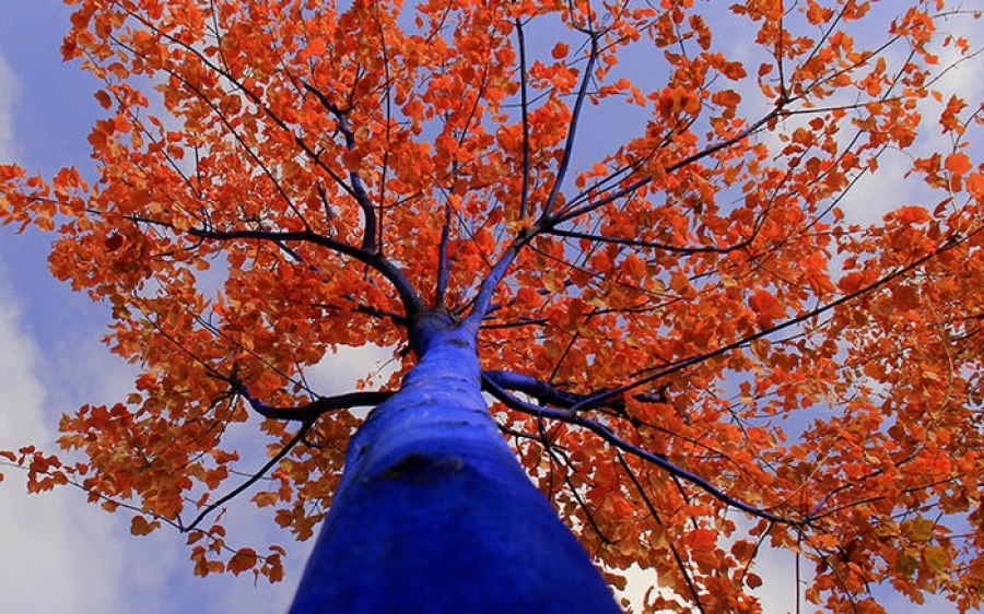 Ο έλληνας καλλιτέχνης που βάφει τα δέντρα της Αυστραλίας μπλε