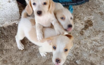 "Βρέθηκε οικογένεια για το πρώτο κουταβάκι – Μένουν ακόμα 4"