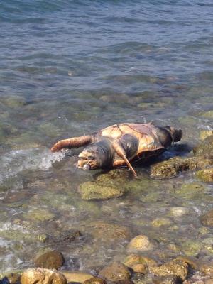 Κρίμα! Κι άλλη νεκρή χελώνα στις παραλίες της Κεφαλονιάς