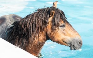 Κατελειός: Σε πισίνα ξενοδοχείου βούτηξε άλογο (εικόνες)