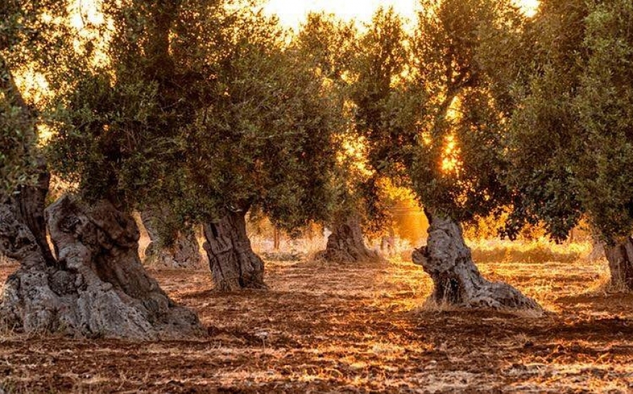 Εκδήλωση - ενημέρωση των ελαιοπαραγωγών από την Πολιτιστική Στέγη Τρωϊαννάτων (αλλαγή ώρας)