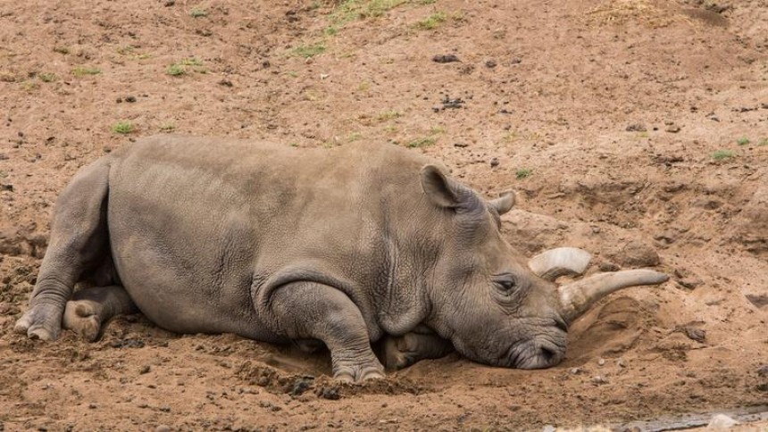 Πέθανε, η Νόλα, ένας από τους τέσσερις λευκούς ρινόκερους του πλανήτη