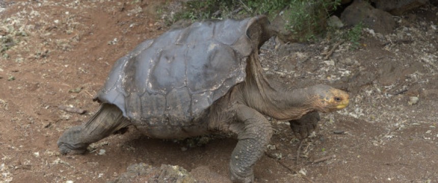 Πώς ο σεξομανής Diego έσωσε τις χελώνες στα Γκαλαπάγκος από την εξαφάνιση