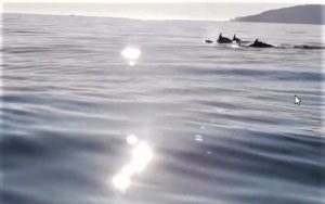 Απρόσμενη συνάντηση με κοπάδι δελφίνια ανοικτά της Πεσσάδας! (video)