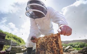Ε.Α.Σ.: Ανάγκη Στήριξης Κτηνοτρόφων και Μελισσοκόμων στη Βιολογική Γεωργία