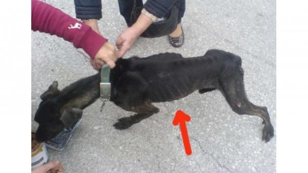 Kτηνωδία: Πέταξαν ζωντανό σκυλί στα σκουπίδια (!)
