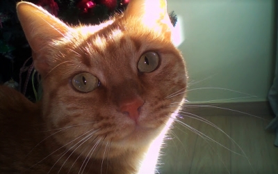 Χαρίζεται πανέμορφη γατούλα