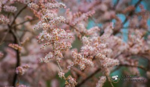 Άνθη και φυτά του Κουτάβου (εικόνες)