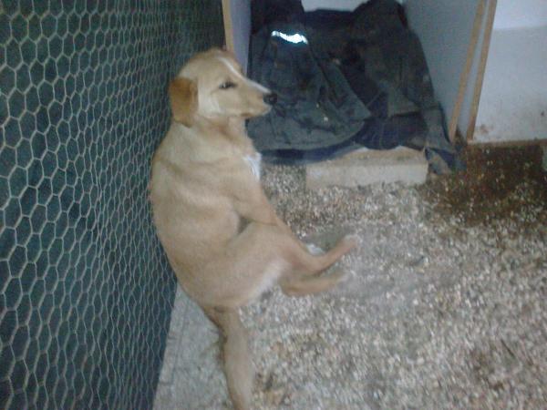 H συγκινητική ιστορία ενός σκύλου που βγήκε νικητής από το σεισμό στο Ληξούρι