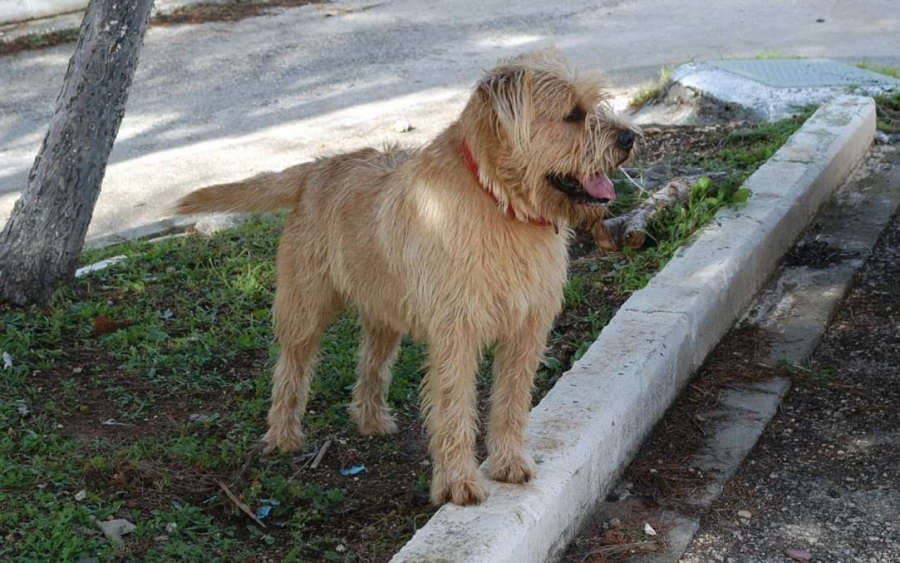 Χάθηκε σκύλος στη Λάσση