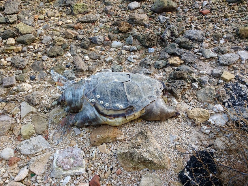 Και άλλη νεκρή χελώνα στο Μαϊστράτο