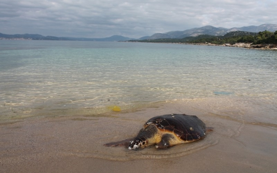 Εντοπισμός νεκρής θαλάσσιας χελώνας στον Πόρο