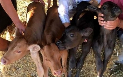 Δεν έχει ξανασυμβεί στην Ελλάδα - Αγελάδα γέννησε... τετράδυμα στην Άνδρο (εικόνες)