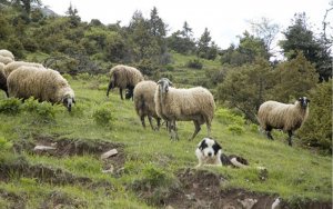 Ε.Α.Σ.: Η ντόπια Κτηνοτροφία ζητά σημαντική ενίσχυση