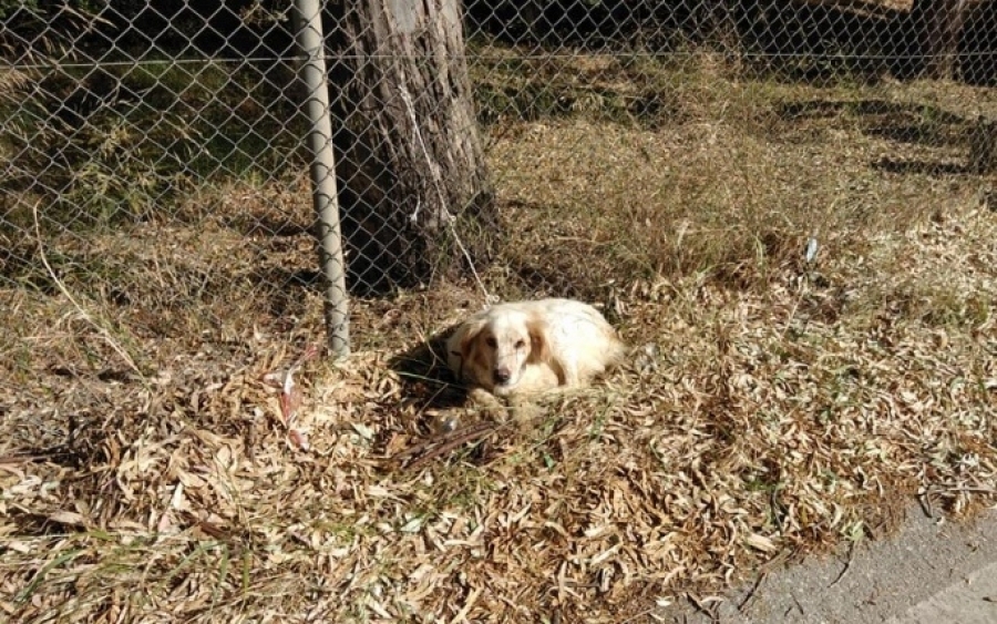 Κεφαλονιά: Έδεσε και εγκατέλειψε τον σκύλο κάτω από τον καυτό ήλιο, χωρίς νερό και τροφή
