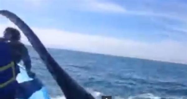 Η αμήχανη στιγμή που μια φάλαινα χαστουκίζει τουρίστρια