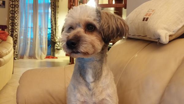 Βρέθηκε τελικά το σκυλάκι που είχε χαθεί στο Αργοστόλι